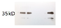 APX1 | Ascorbate peroxidase (algal) in the group Antibodies Plant/Algal / Environmental Stress / Oxidative stress at Agrisera AB (Antibodies for research) (AS15 2992)